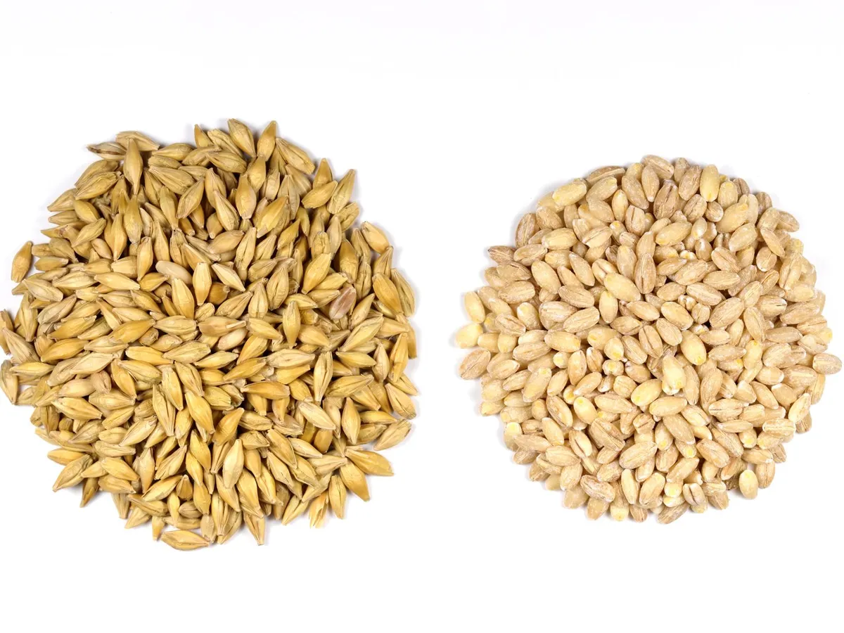 Two piles of barley grains on a white background: hulled on the left, dehulled on the right.