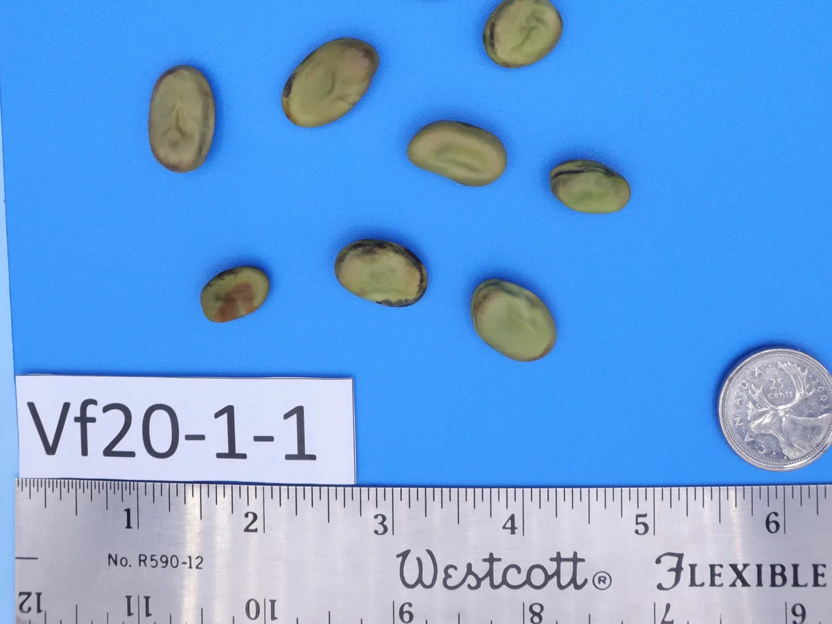 Real photo of faba beans on blue paper, with the label Vf20-1-1, a coin and a ruler in inches and centimeters at the bottom.