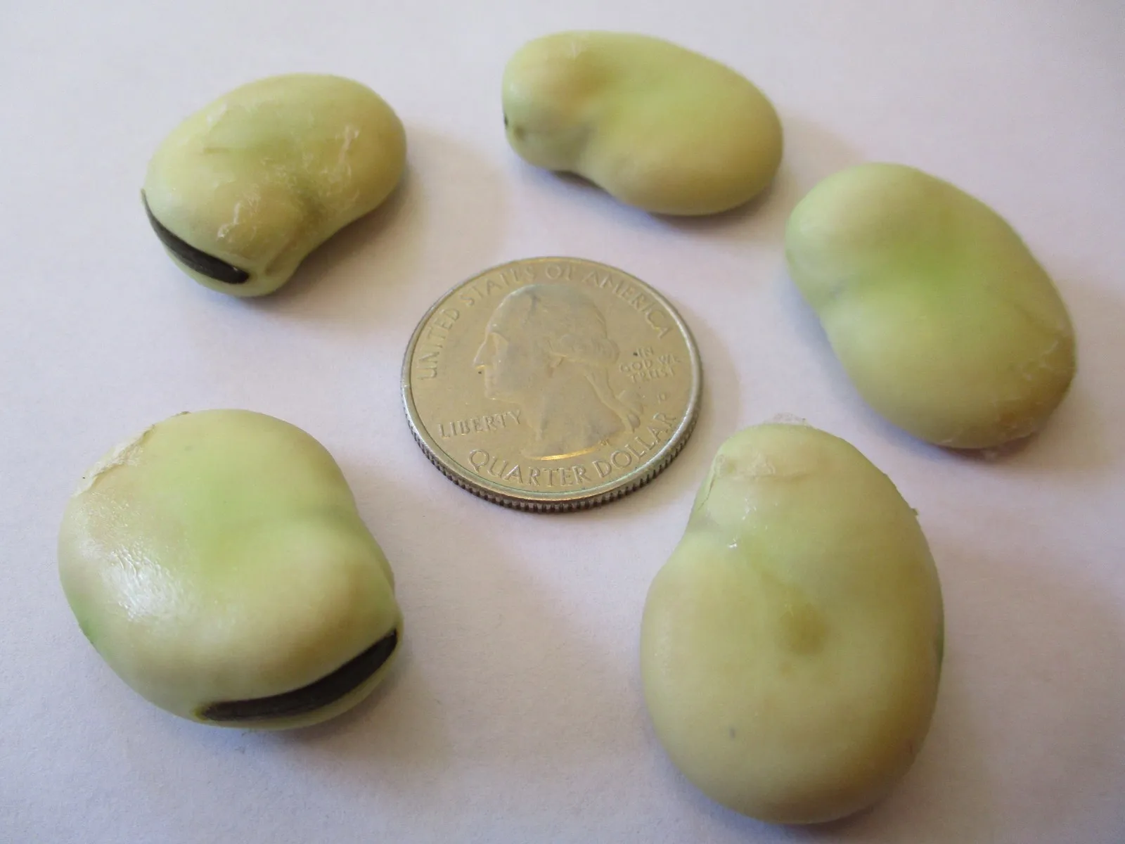 Five large greenish faba beans around a US quarter, with gaps between all of them.