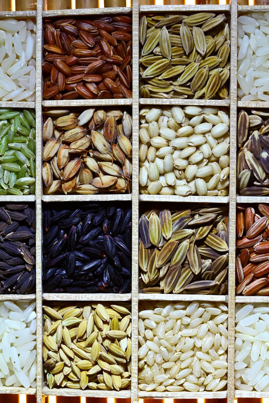 Caixa com divisórias cheias de grãos de arroz de várias variedades, alguns ainda com casca e outros descascados, brancos, vermelhos e pretos.