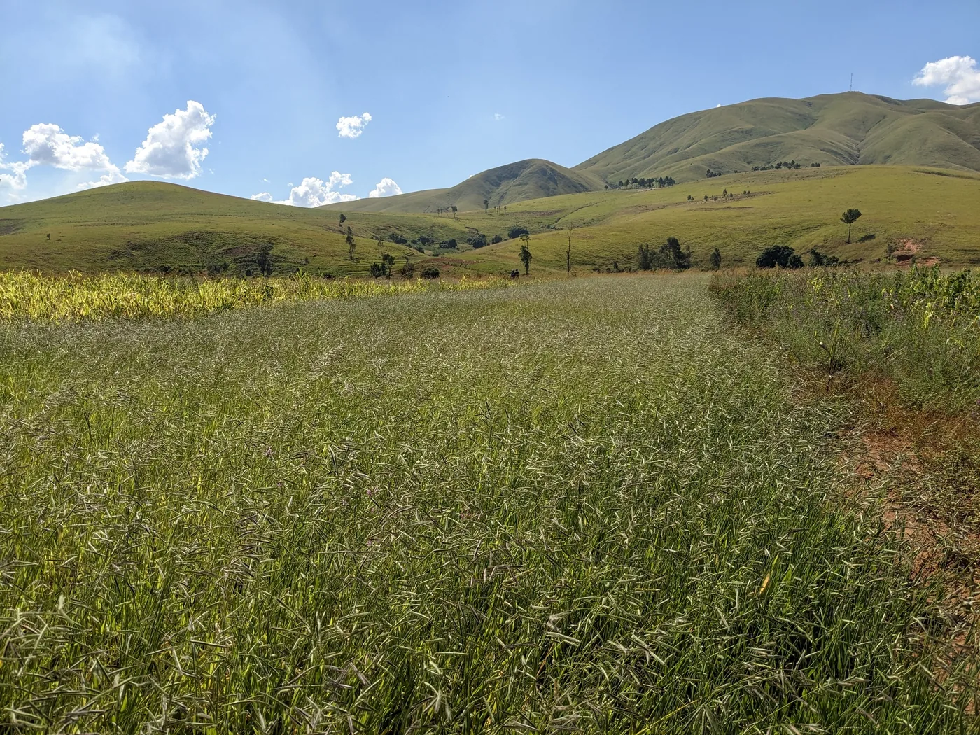 Extensa área coberta de capim braquiária, com morros verdes ao fundo e céu azul com nuvens.