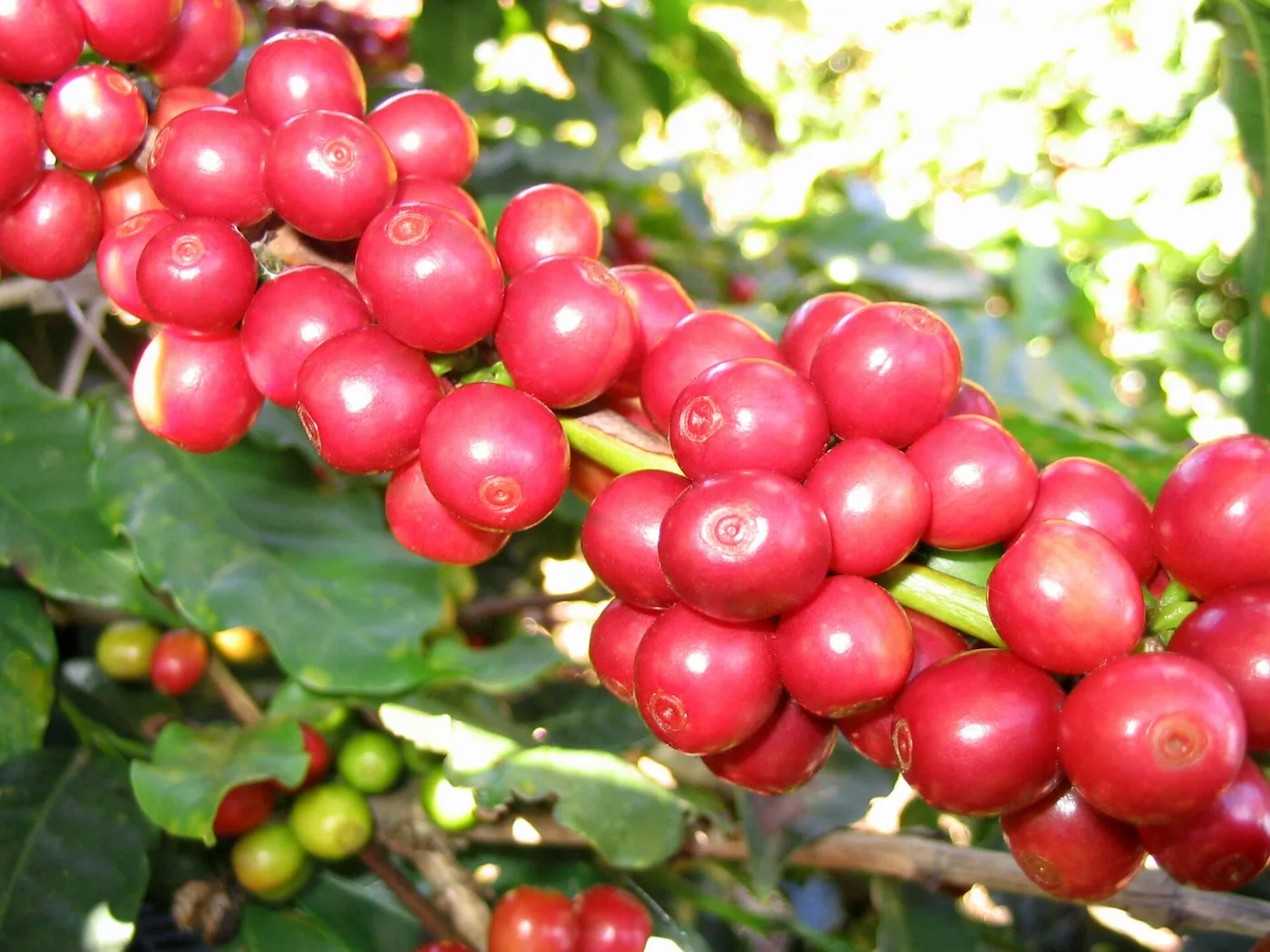 Ramo de cafeeiro carregado de frutos vermelhos maduros, entre folhas verdes.