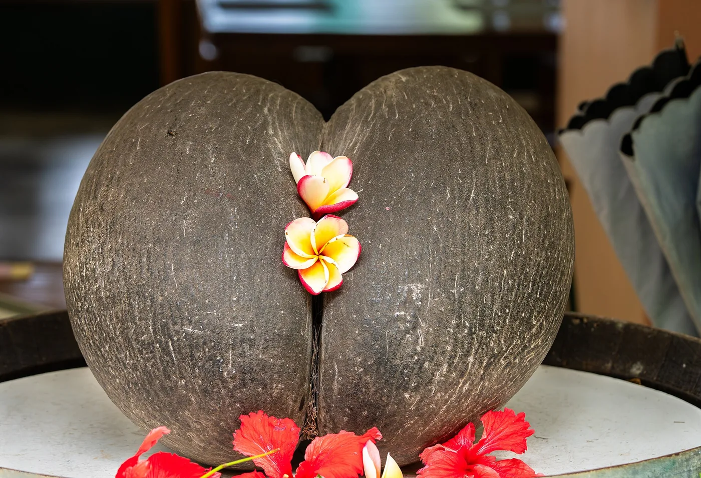 Grande semente marrom-escura de coco-de-mer, com dois lobos, enfeitada com flores de jasmim-manga e pétalas de hibisco vermelho.