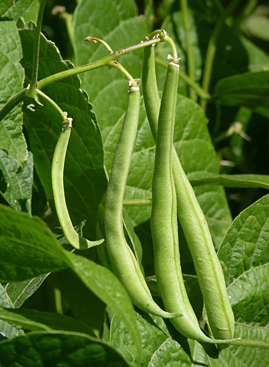 Vagens verdes e compridas de feijão penduradas entre folhas largas.