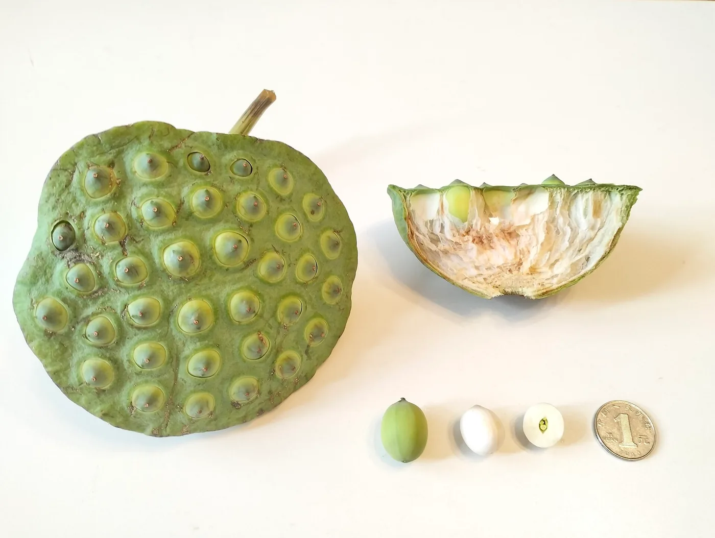 Receptáculo verde de lótus cheio de cavidades, uma metade cortada e três sementes ao lado de uma moeda.