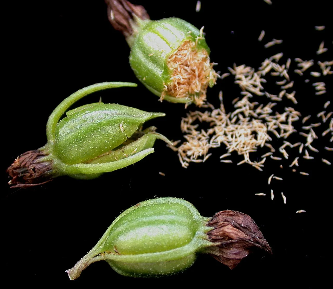 Três cápsulas verdes de orquídea sobre fundo preto; uma está aberta e centenas de sementes claras e finas se espalham ao lado.