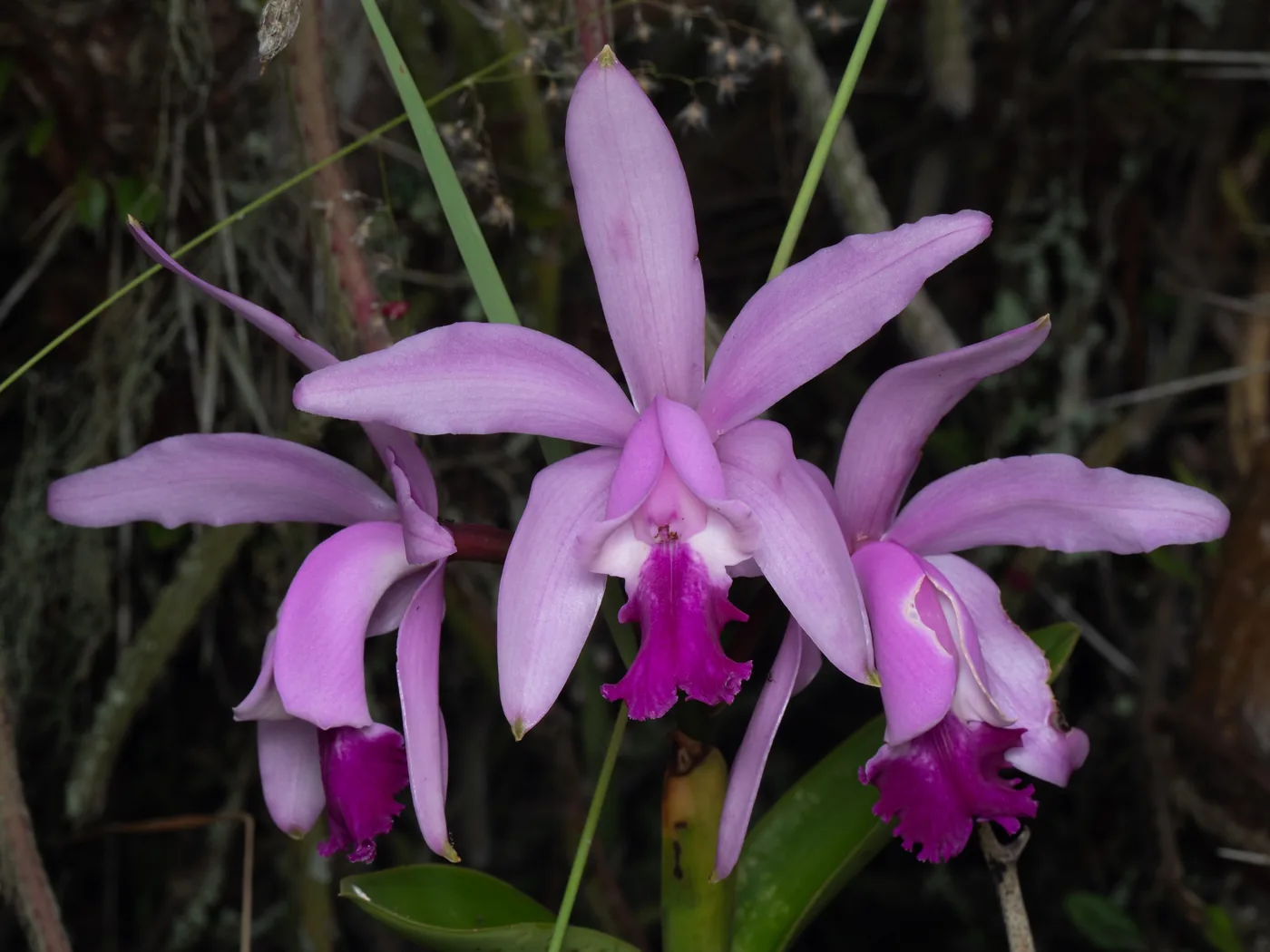 Três flores lilás de Cattleya intermedia com o labelo roxo, em meio à vegetação.