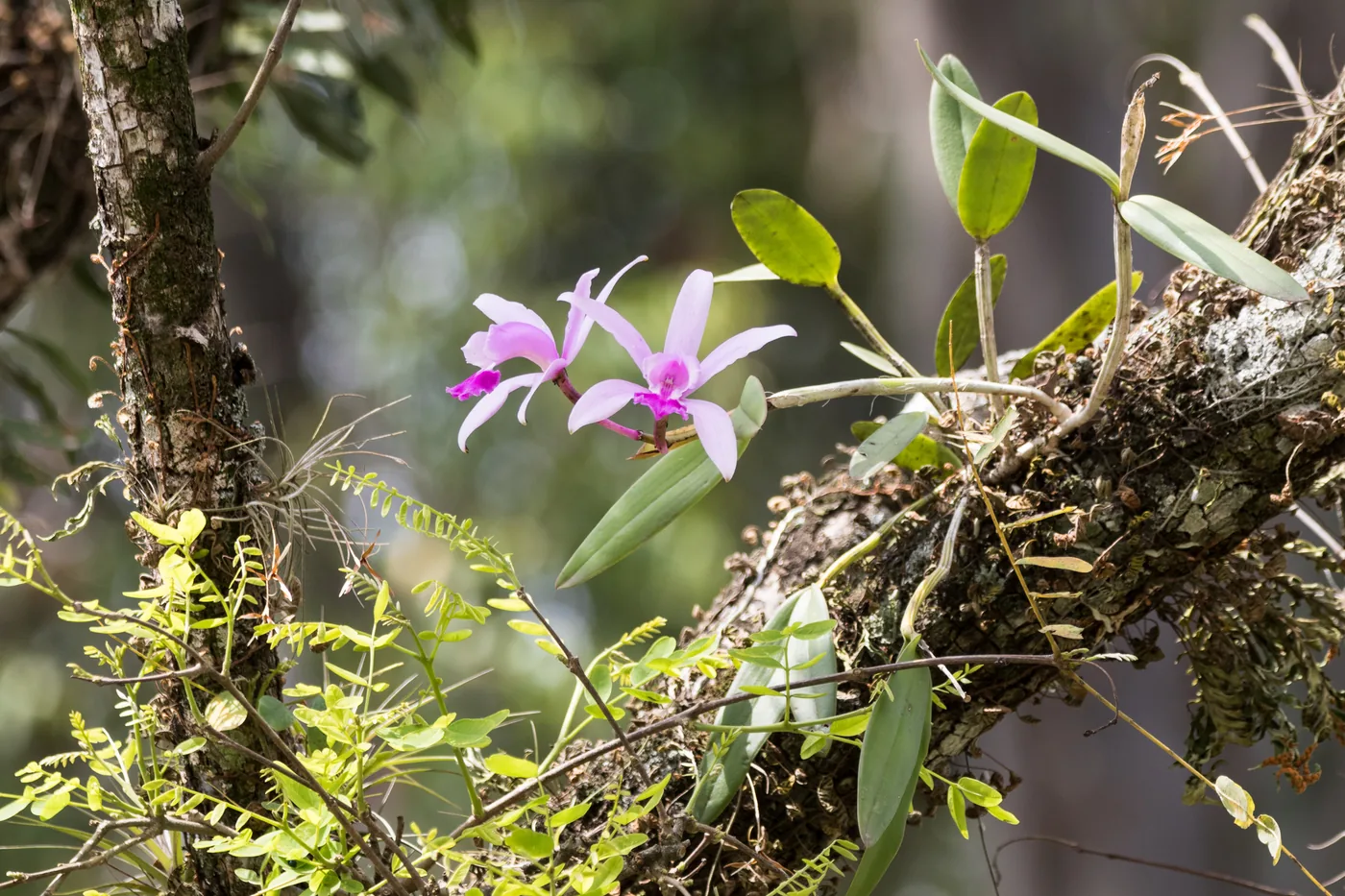 Orquídea de flores lilás presa a um galho coberto de musgo e liquens, em meio à mata.