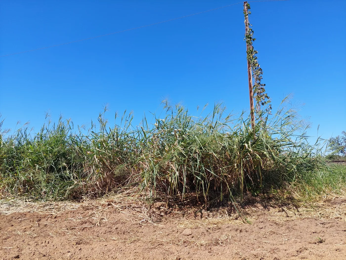 Grande touceira de capim alto à beira de um terreno de terra vermelha, sob céu azul.