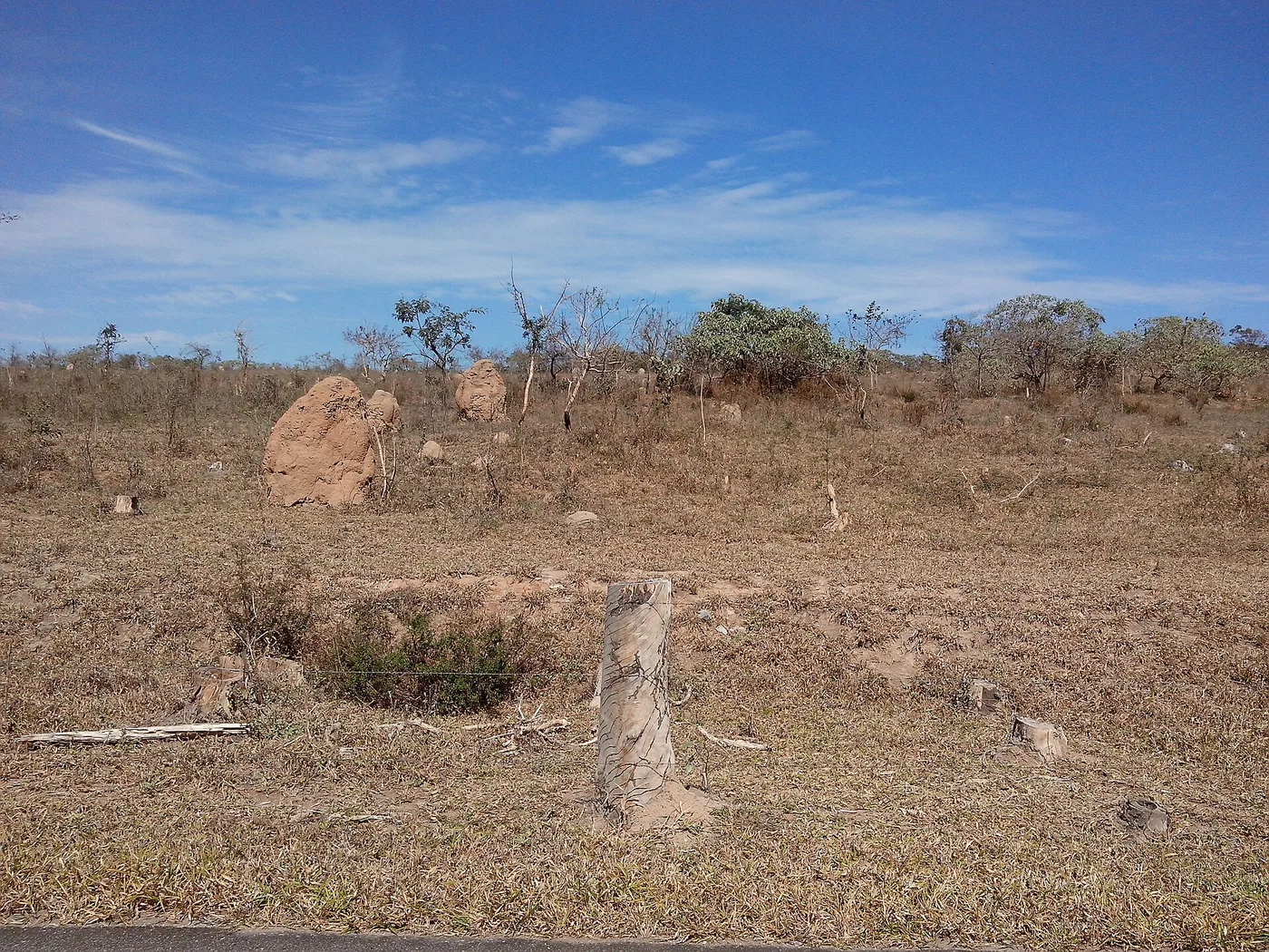 Terreno de capim seco e ralo, com manchas de solo exposto e vários cupinzeiros, sob céu azul.