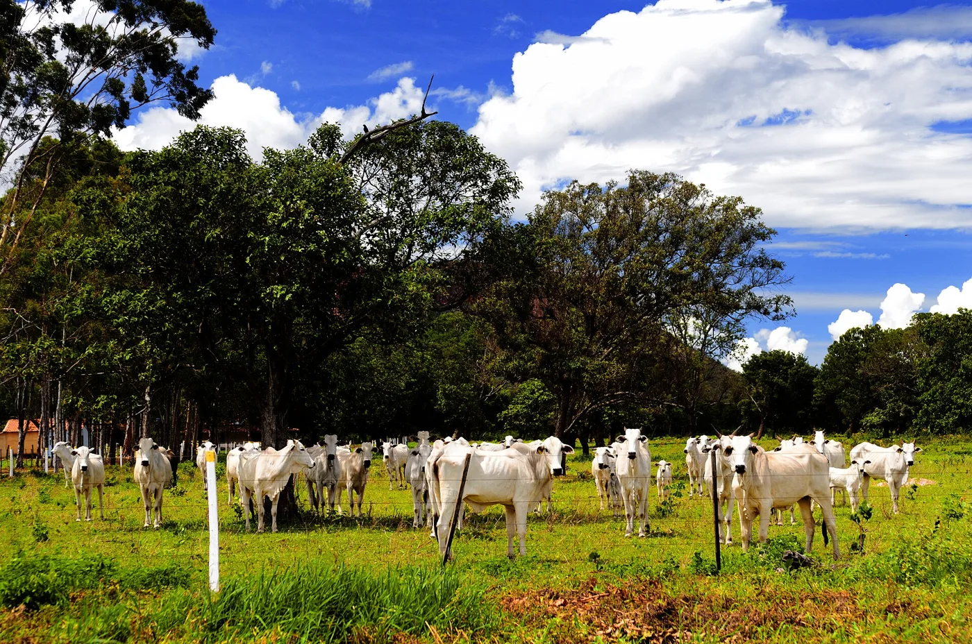 Rebanho de gado Nelore branco num pasto verde, com árvores e céu azul ao fundo.