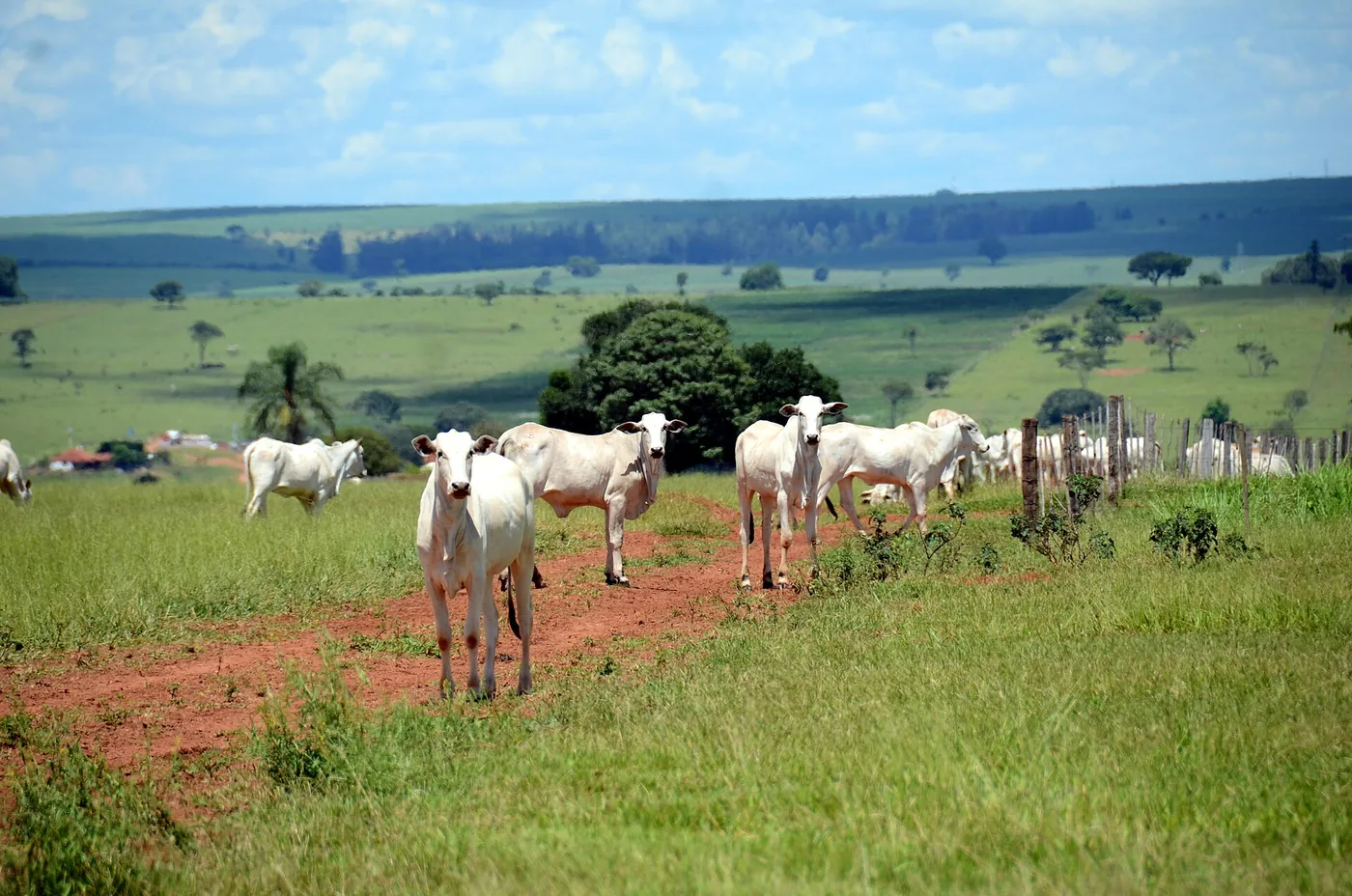 Bois brancos em um pasto verde ao lado de uma estrada de terra vermelha, com campos e matas ao fundo.