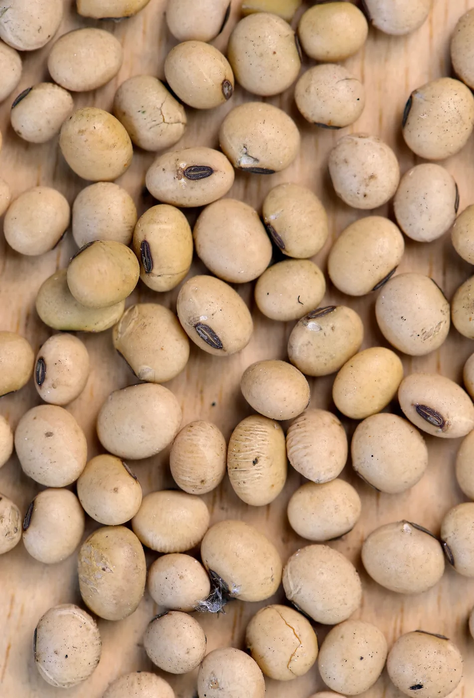 Dezenas de grãos de soja arredondados, cor de palha e com o hilo escuro, espalhados sobre uma tábua clara.
