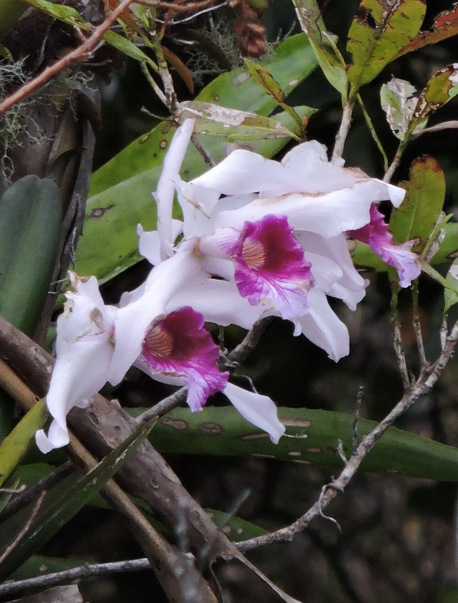Flores brancas de Cattleya purpurata com o labelo roxo, entre folhas e galhos.