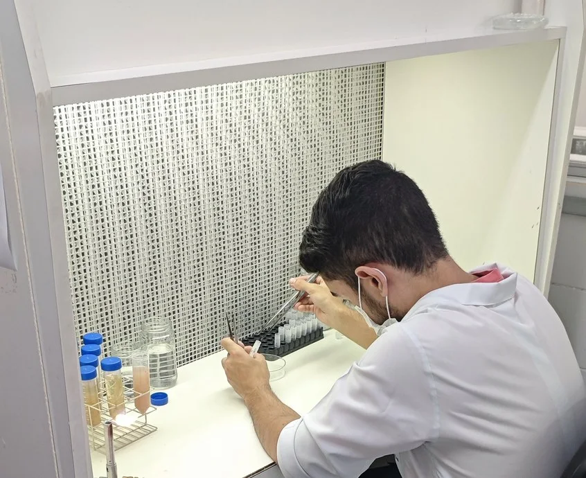 Pesquisador trabalha com pinças dentro da capela de fluxo laminar, com frascos ao lado.