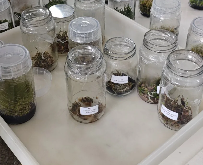 Frascos de cultura in vitro com plântulas de orquídea, etiquetados por espécie e data.