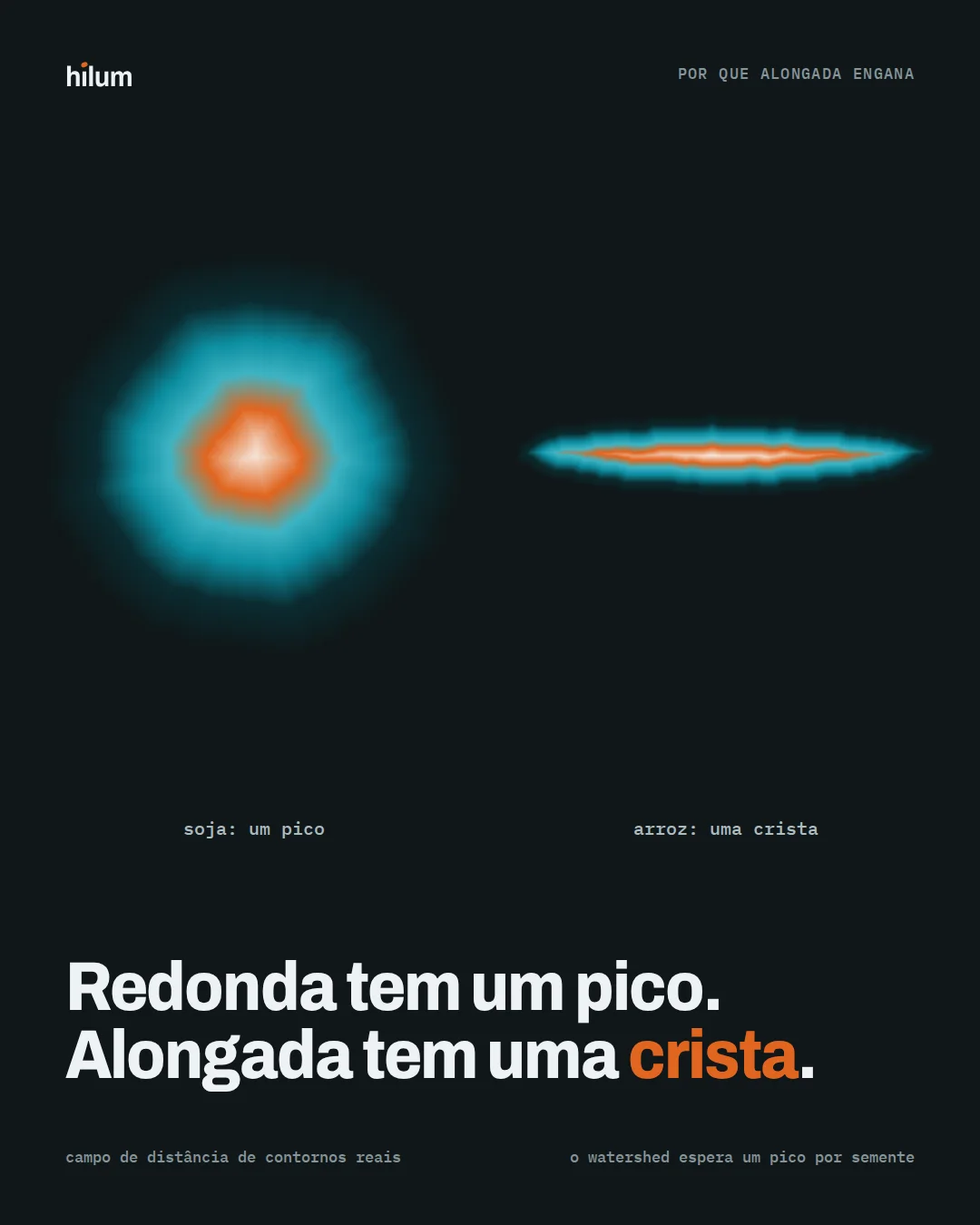 Campo de distância de uma semente redonda com um pico e de uma alongada com uma crista.
