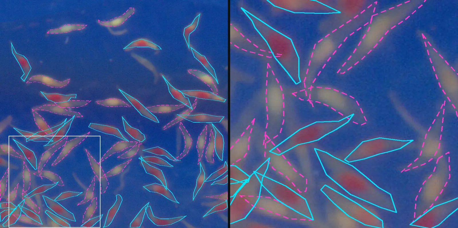Placa real de orquídea no tetrazólio sobre papel azul, com as sementes viáveis contornadas em ciano contínuo e as inviáveis em magenta tracejado, e um detalhe ampliado.