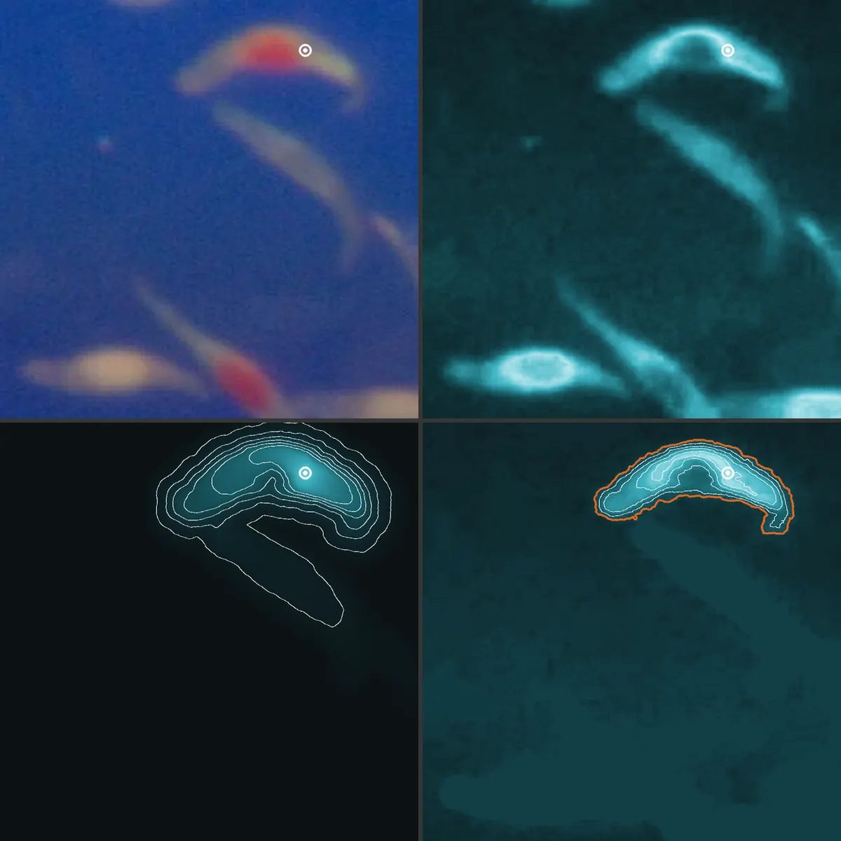 Quatro quadros do mesmo recorte de 320 por 320 pixels, com o clique marcado num círculo branco sobre uma semente curva. Acima à esquerda, a foto. Acima à direita, o mapa de diferença de cor ao clique: claro onde a cor é parecida, escuro no papel. Abaixo à esquerda, o tempo de chegada da frente, com curvas de nível que se amontoam na borda da semente. Abaixo à direita, o nível da onda, com o contorno final em laranja em volta da semente.